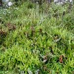 Lycopodium clavatumHabitat