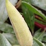 Oenothera macrocarpa പുഷ്പം