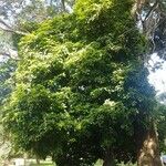 Cola acuminata Хабит