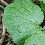 Geum macrophyllum Feuille