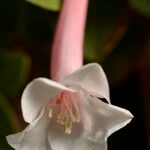 Rhododendron solitarium Flower