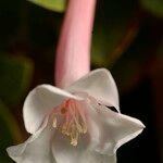 Rhododendron solitarium Blüte