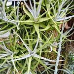 Tillandsia arequitae