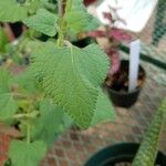 Salvia darcyi Hoja
