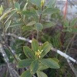 Daphne alpina Leaf