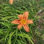 Hemerocallis fulvaKukka