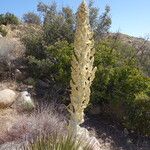 Nolina parryi Flor