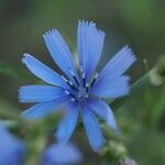 Cichorium intybusFlower