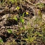 Ranunculus ophioglossifolius Libunga