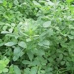 Trigonella foenum-graecum पत्ता