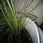 Carex stricta Leaf