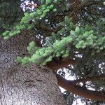 Abies cephalonica Rusca