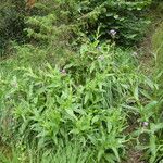 Cirsium monspessulanum Habit