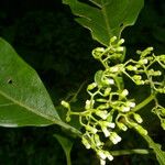 Neomirandea araliifolia Flor