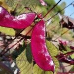 Lablab purpureus Fruit