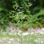 Poa trivialis Blomma