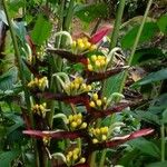 Heliconia bihaiBlodyn