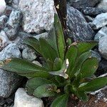 Cardamine bellidifolia Leaf