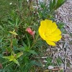 Oenothera stricta Flor