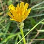 Scorzoneroides autumnalis Flower