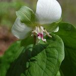Trillium flexipes 花