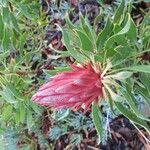 Protea cynaroides Květ