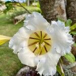 Solandra grandiflora 花