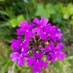 Verbena canadensis Flower