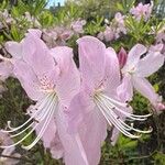 Rhododendron schlippenbachii Květ