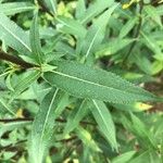 Senecio ovatus Leaf