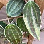 Dischidia ovata Leaf