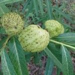 Gomphocarpus physocarpus Fruit