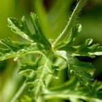 Malva moschata Blad