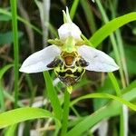 Ophrys apifera花