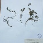 Scutellaria prostrata Other