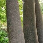 Brachychiton discolor Bark