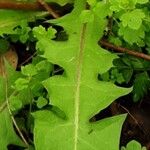 Taraxacum campylodes Fuelha