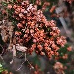 Erica arborea फल