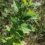 Cornus racemosa Leaf