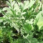 Papaver atlanticum Blad