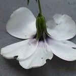 Linum grandiflorum Flower