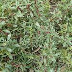 Amaranthus blitoides Cortiza