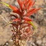 Castilleja linariifolia പുഷ്പം