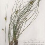 Carex halleriana Egyéb