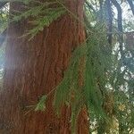 Sequoia sempervirens List