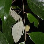 Licania hypoleuca Fruit