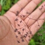 Thalictrum delavayi Кветка