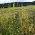 Triticum monococcum Kukka