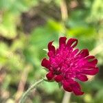 Knautia macedonica Květ