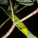 Byrsonima densa Leaf